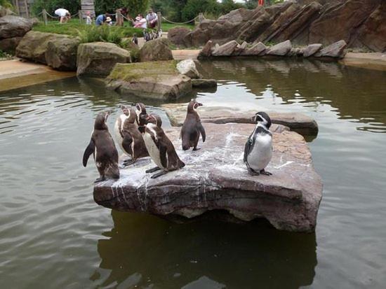 Chic 2 Bed Peak District Cottage Barn Near Alton Towers, Polar Bears, Chatsworth House Leek Eksteriør bilde