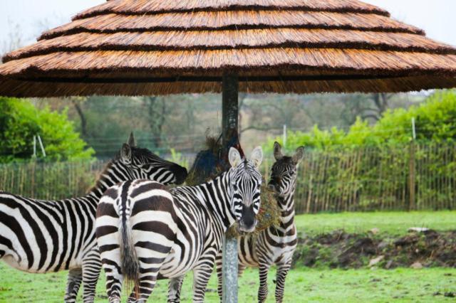 Chic 2 Bed Peak District Cottage Barn Near Alton Towers, Polar Bears, Chatsworth House Leek Eksteriør bilde
