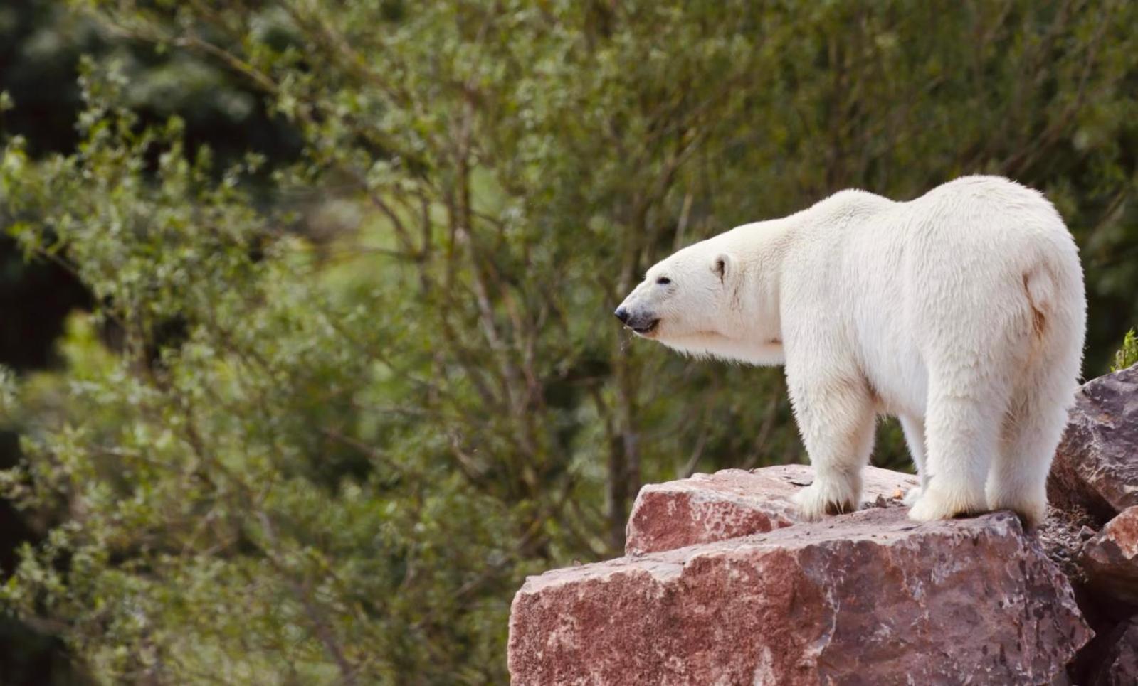 Chic 2 Bed Peak District Cottage Barn Near Alton Towers, Polar Bears, Chatsworth House Leek Eksteriør bilde